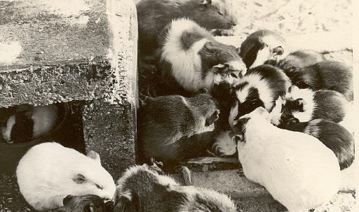 1973-03 dierentuin 2.jpg